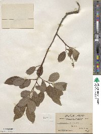 Salix wilsonii image