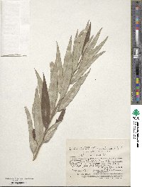 Salix viminalis image