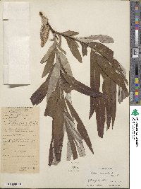 Salix viminalis image