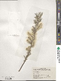 Salix viminalis image