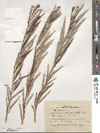 Salix viminalis image