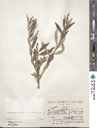 Salix viminalis image