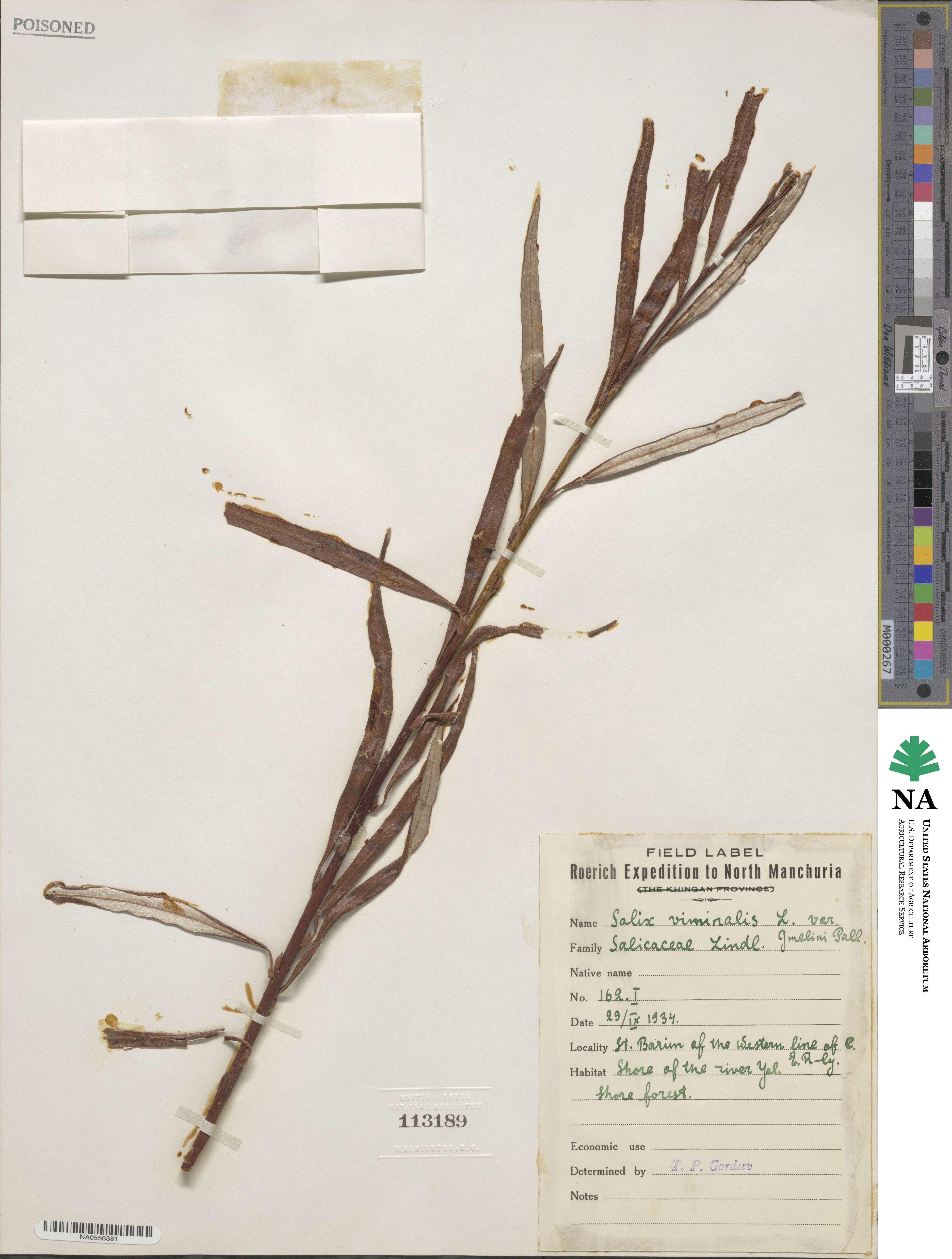 Salix viminalis var. gmelinii image