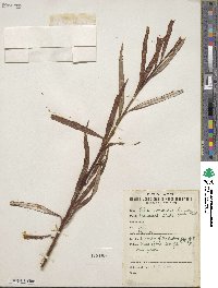 Salix viminalis var. gmelinii image