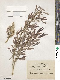 Salix vinogradovii image