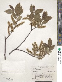 Salix vulpina image