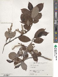 Salix vulpina image