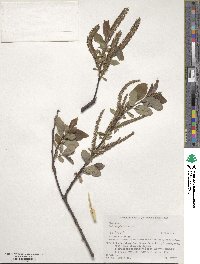 Salix vulpina image