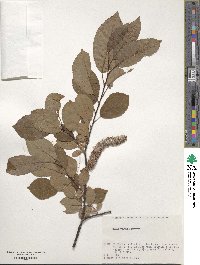 Salix vulpina image