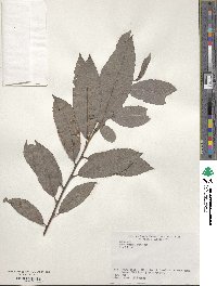 Salix vulpina image