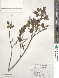 Salix vulpina image