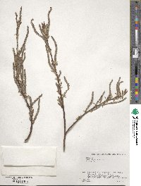 Salix vulpina image