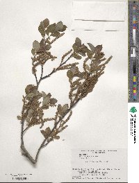 Salix vulpina image