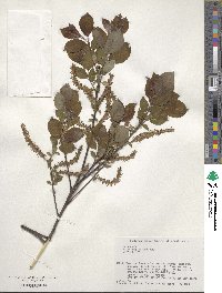 Salix vulpina image