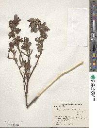 Salix vulpina image