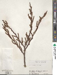 Salix vulpina image