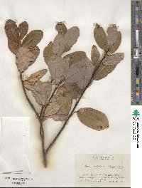 Salix vulpina image