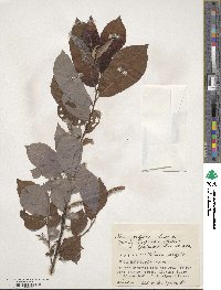 Salix vulpina image