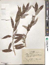 Salix triandra image