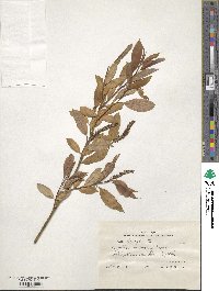 Salix triandra image