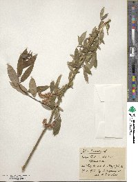 Salix triandra image