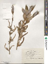 Salix triandra image