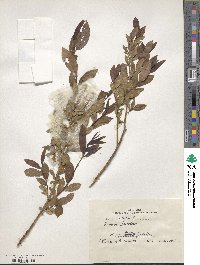 Salix triandra image