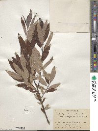 Salix subfragilis image