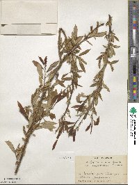 Salix subfragilis image