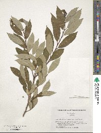 Salix subfragilis image