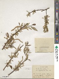 Salix subfragilis image