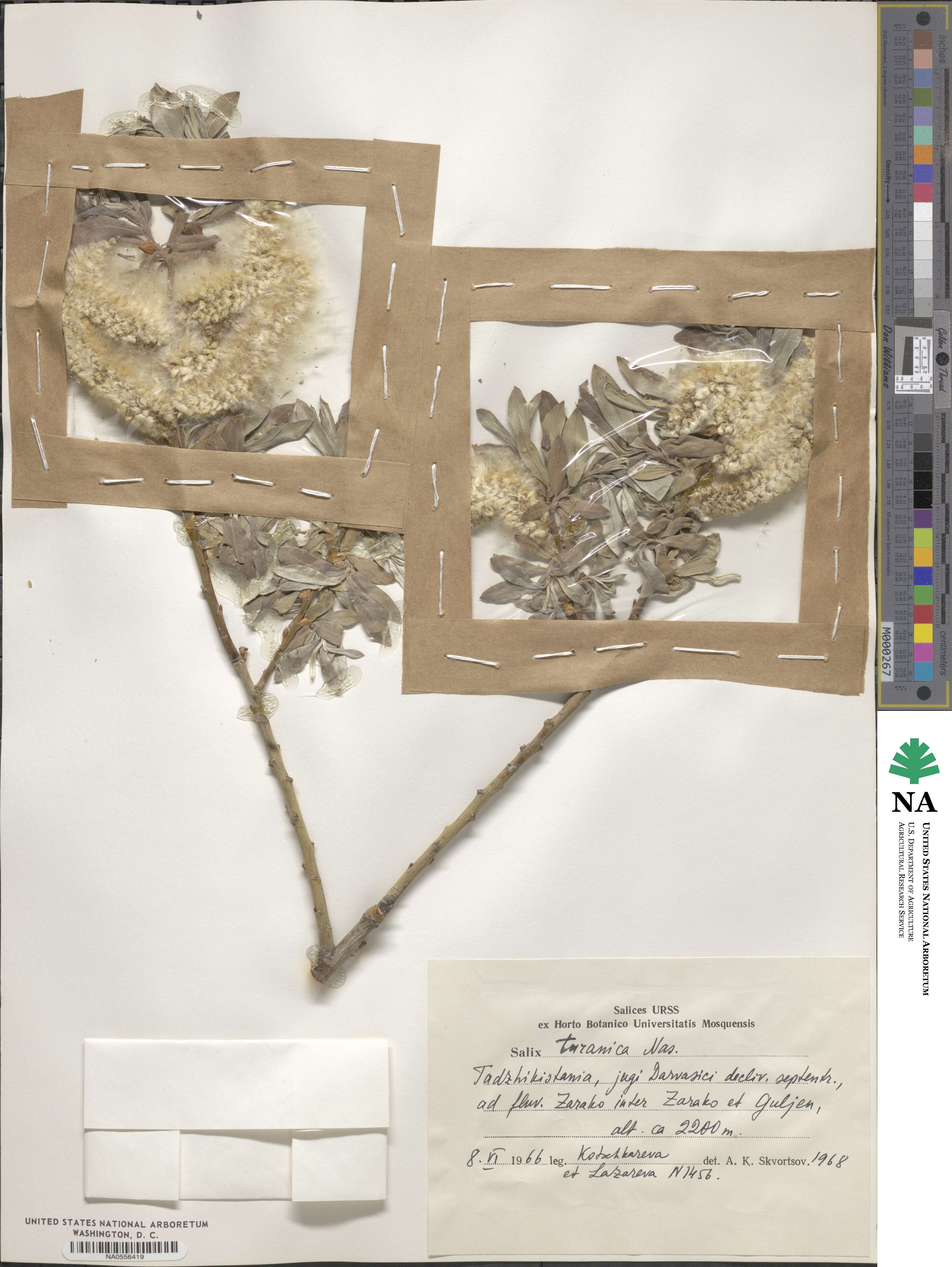 Salix turanica image
