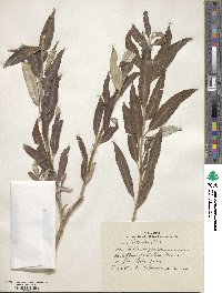 Salix turanica image