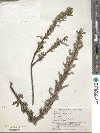 Salix udensis image