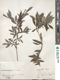 Salix udensis image