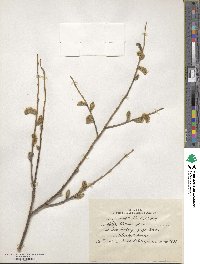 Salix udensis image