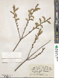 Salix udensis image