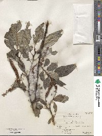 Salix cardiophylla image