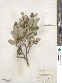 Salix vestita image