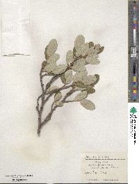 Salix vestita image