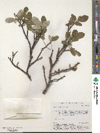 Salix vestita image