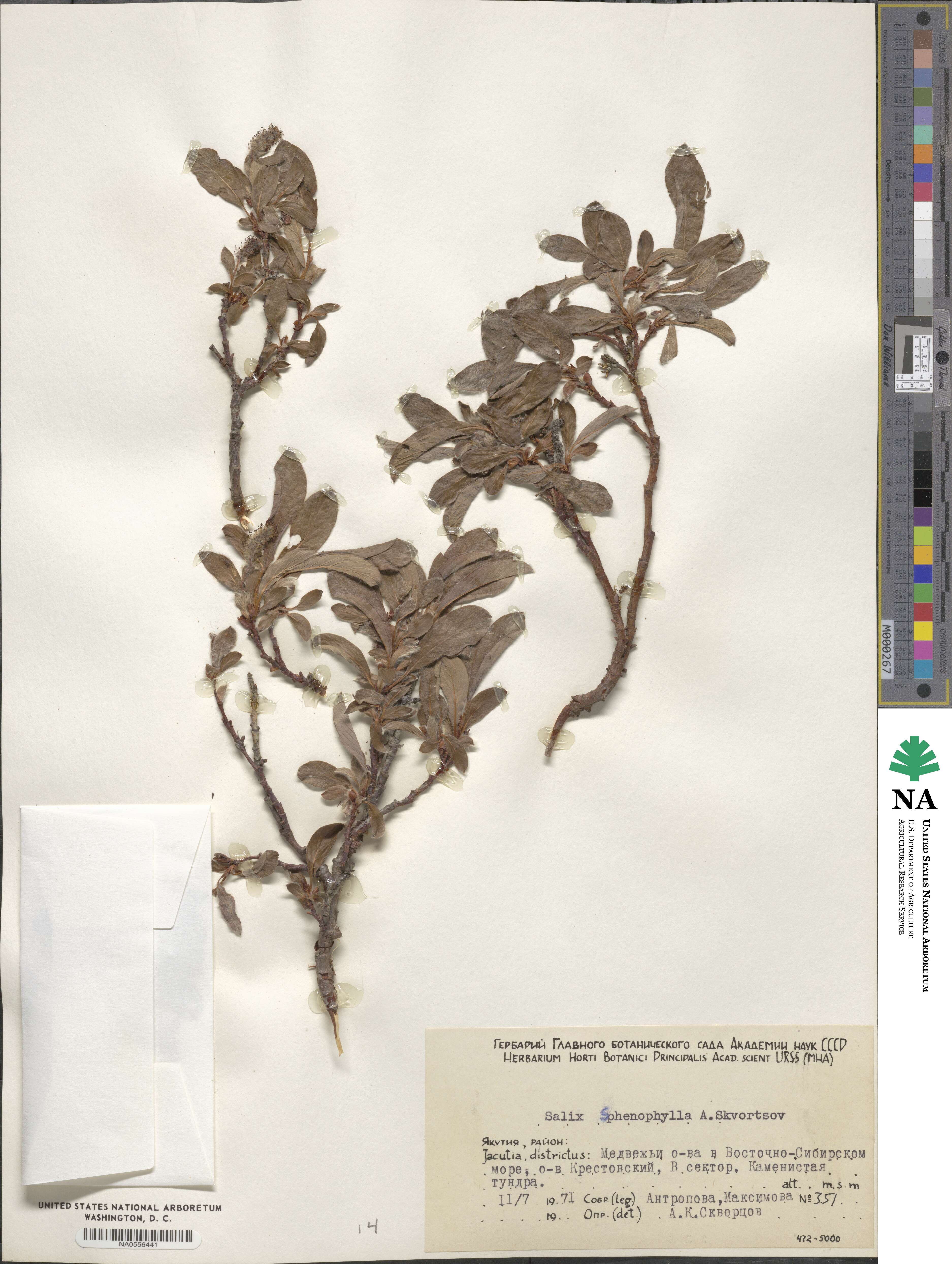 Salix sphenophylla image