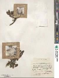 Salix sphenophylla image