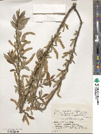 Salix subfragilis image