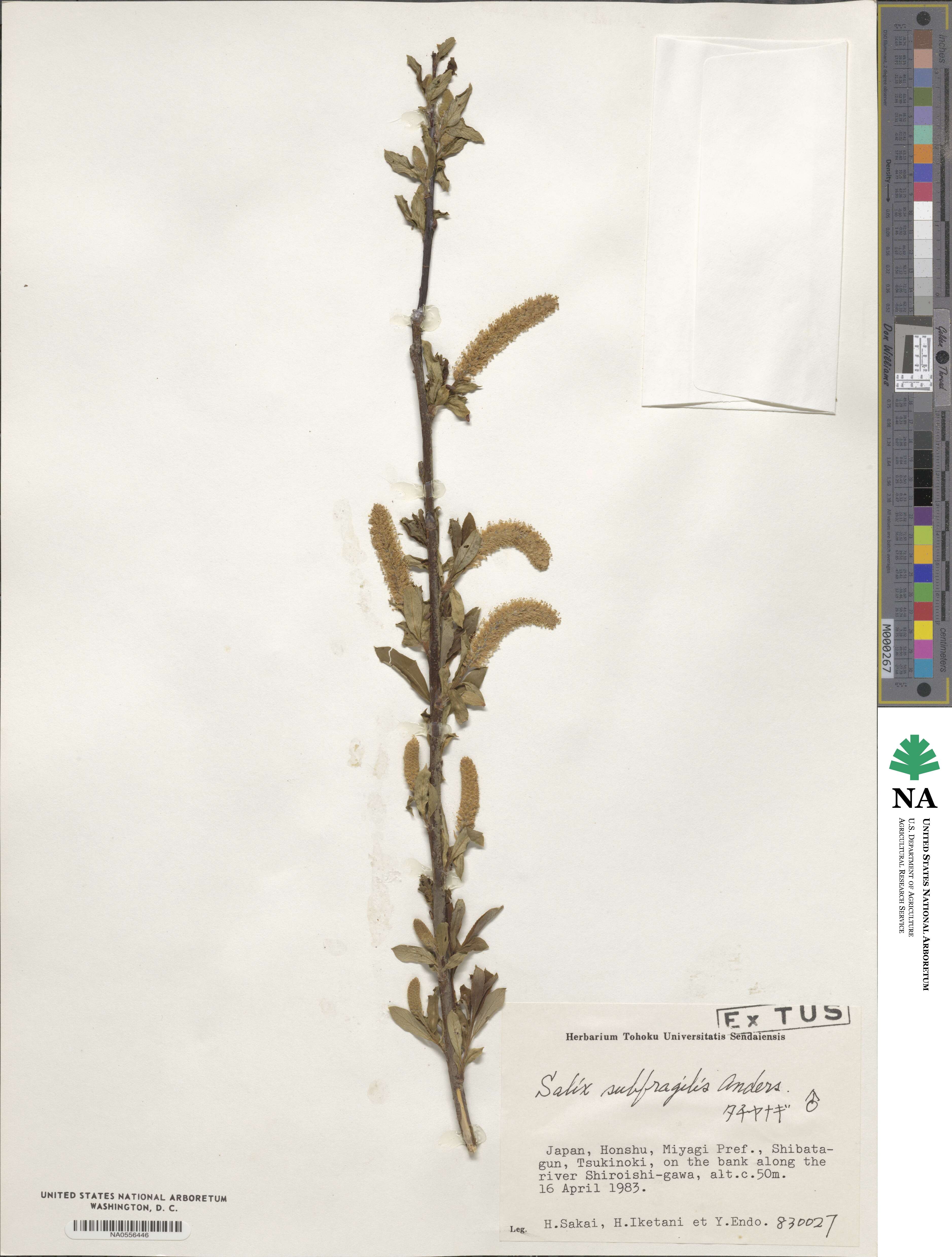 Salix subfragilis image