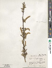 Salix subfragilis image