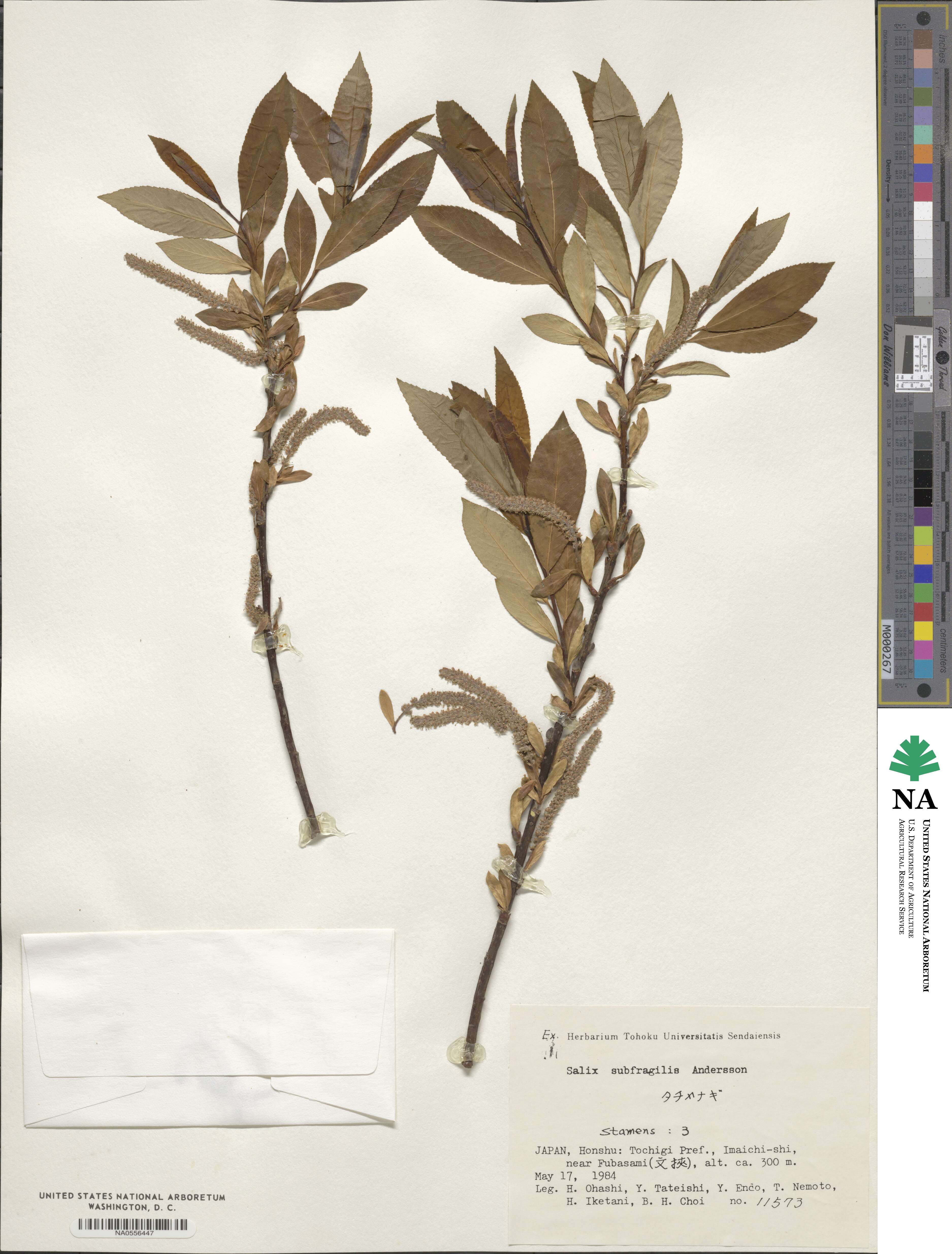 Salix subfragilis image