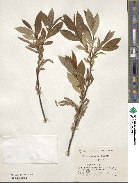 Salix subfragilis image