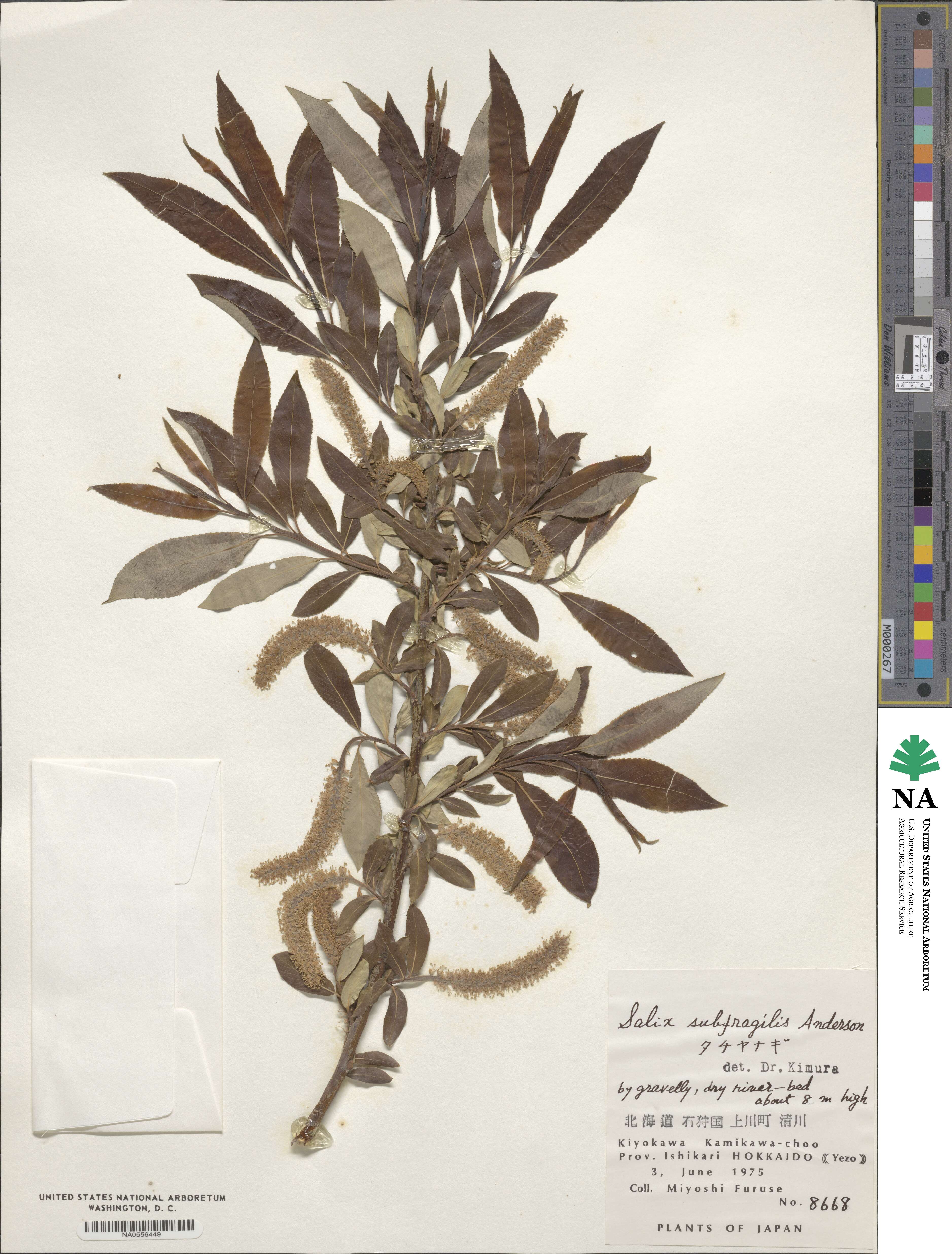 Salix subfragilis image