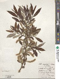 Salix subfragilis image